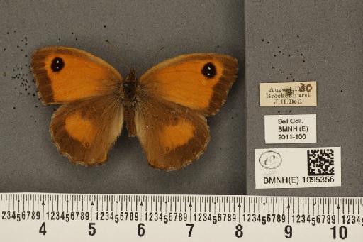 Pyronia tithonus britanniae (Verity, 1914) - BMNHE_1095356_6209