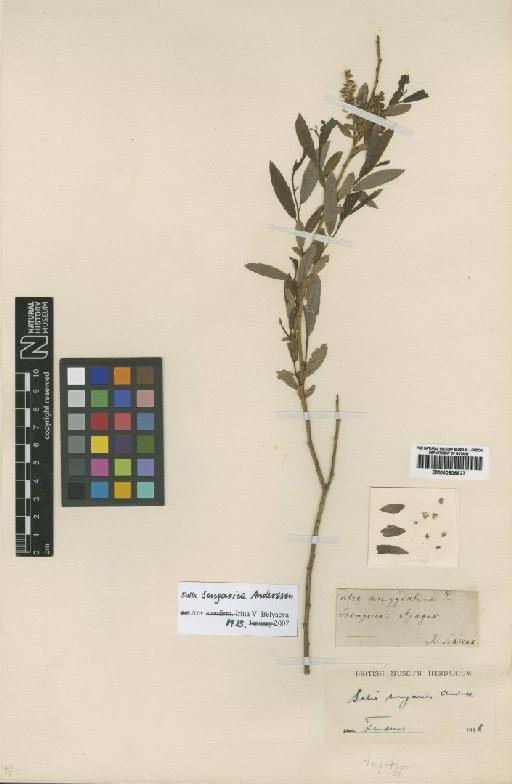 Salix songarica Andersson - BM000906627
