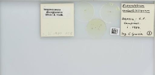 Isogonoceraia divergipennis White & Hodkinson, 1980 - 013482969_117198_1146273_157792_NonType_result