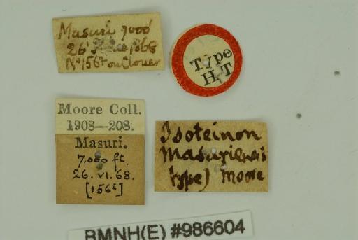 Pedesta masuriensis (Moore, 1878) - Pedesta_masuriensis_Moore_1878_HT_male_BMNH(E)_#986604_labels