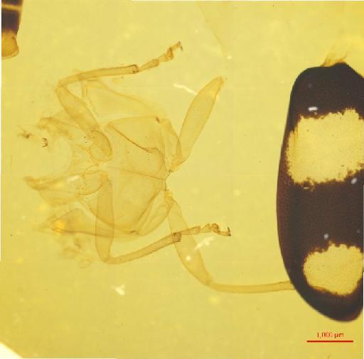Galerucinae Latreille, 1802 - 010131581___4