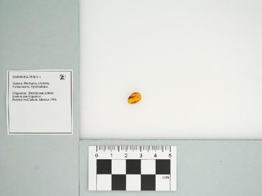 Psychodidae - 014709761____