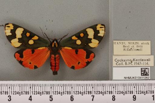 Callimorpha dominula (Linnaeus, 1758) - NHMUK_010411262_524836