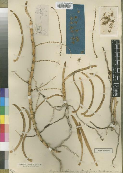 Tridactyle fimbriata (Rendle) Schltr. - BM000540358