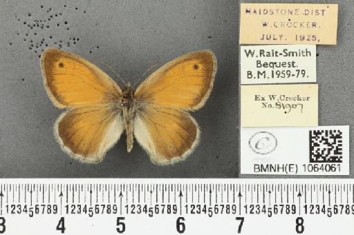 Coenonympha pamphilus ab. latiora Leeds, 1950 - BMNHE_1064061_25237