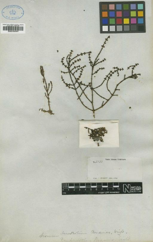 Dendrophthora bonaniae (C.Wright ex Griseb.) Eichler - BM000993522