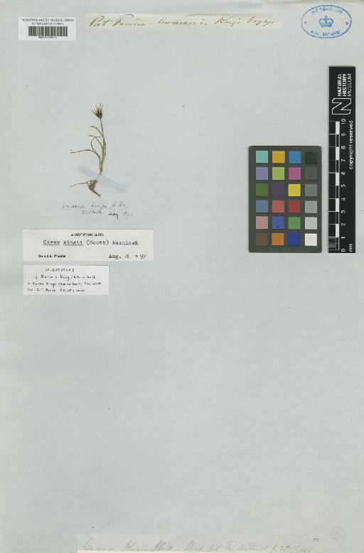 Carex kingii (R.Br. ex Boott) Reznicek - BM001209074