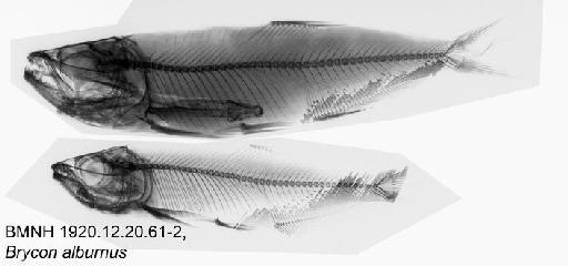 Brycon alburnus (Günther, 1860) - BMNH 1920.12.20.61-62, Brycon alburnus, Radiograph