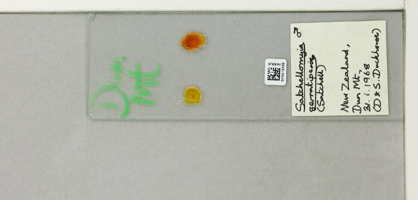 Satchellomyia