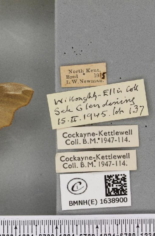 Mimas tiliae ab. diluta Cockayne, 1953 - BMNHE_1638900_label_204491