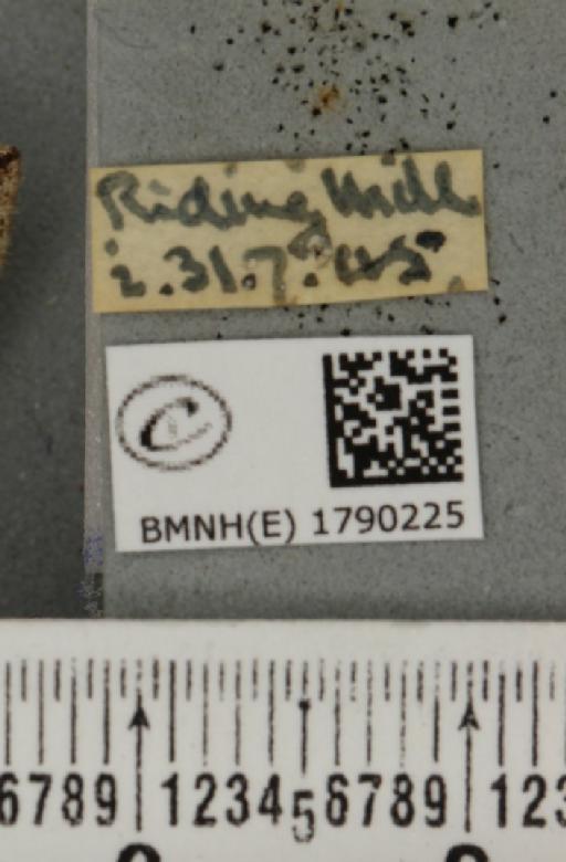 Perizoma bifaciata (Haworth, 1809) - BMNHE_1790225_label_371320