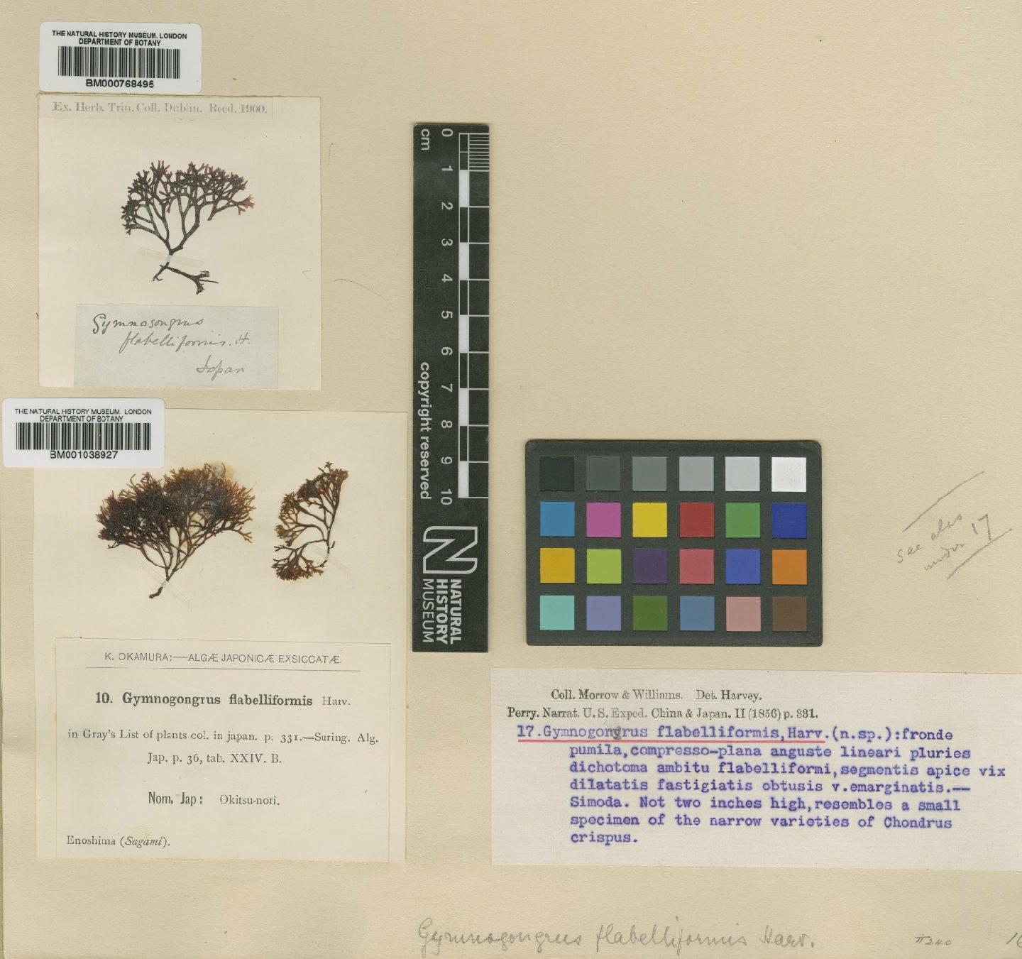 To NHMUK collection (Ahnfeltiopsis flabelliformis (Harv.) Masuda; TYPE; NHMUK:ecatalogue:620026)