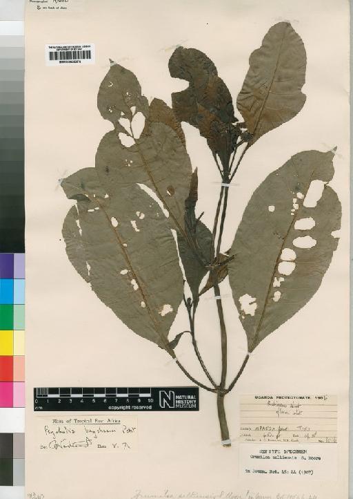 Psychotria bagshawei Petit - BM000903374
