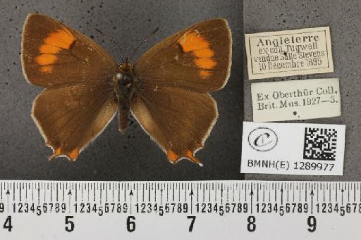 Thecla betulae (Linnaeus, 1758) - BMNHE_1289977_126388