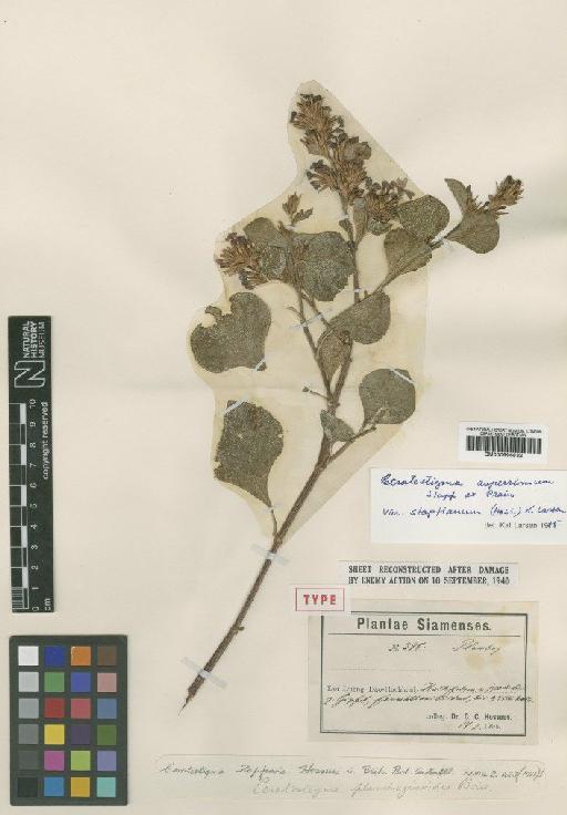 Ceratostigma stapfiana Hosseus - BM000996832