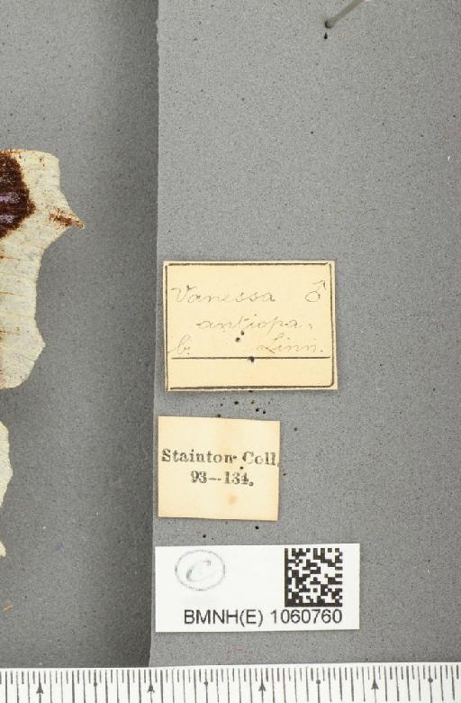 Nymphalis antiopa (Linnaeus, 1758) - BMNHE_1060760_label_21153