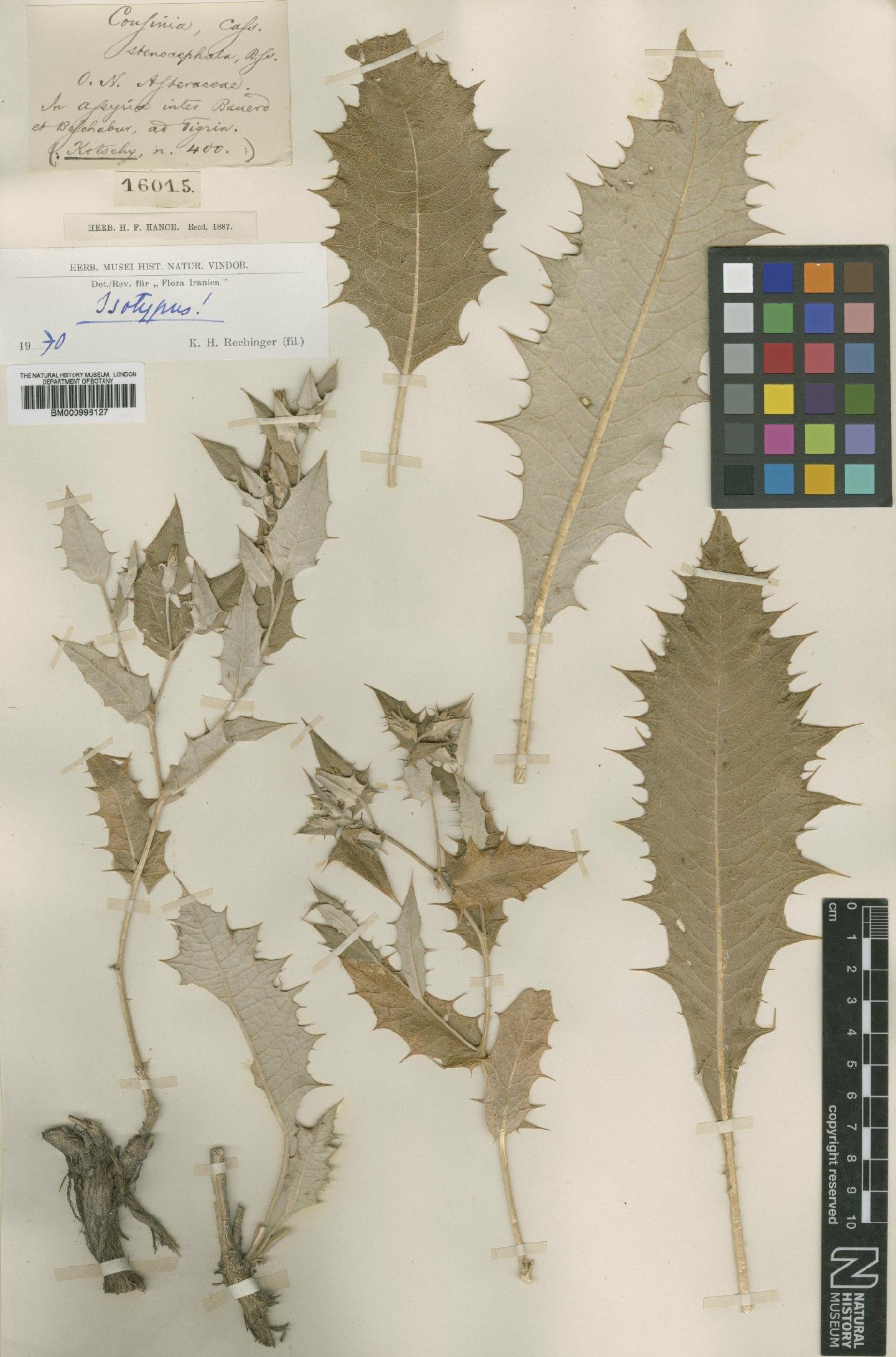 To NHMUK collection (Cousinia stenocephala Boiss.; Isotype; NHMUK:ecatalogue:475838)