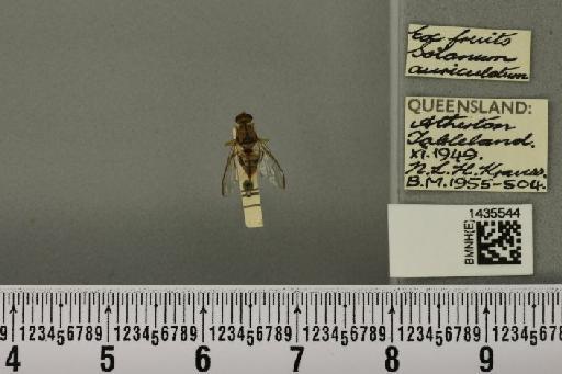 Bactrocera (Bactrocera) cacuminata (Hering, 1941) - BMNHE_1435544_28555