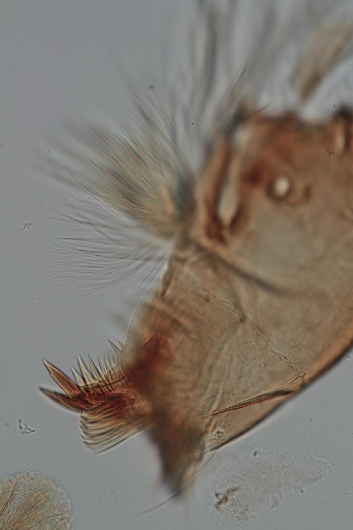 Simulium lahillei