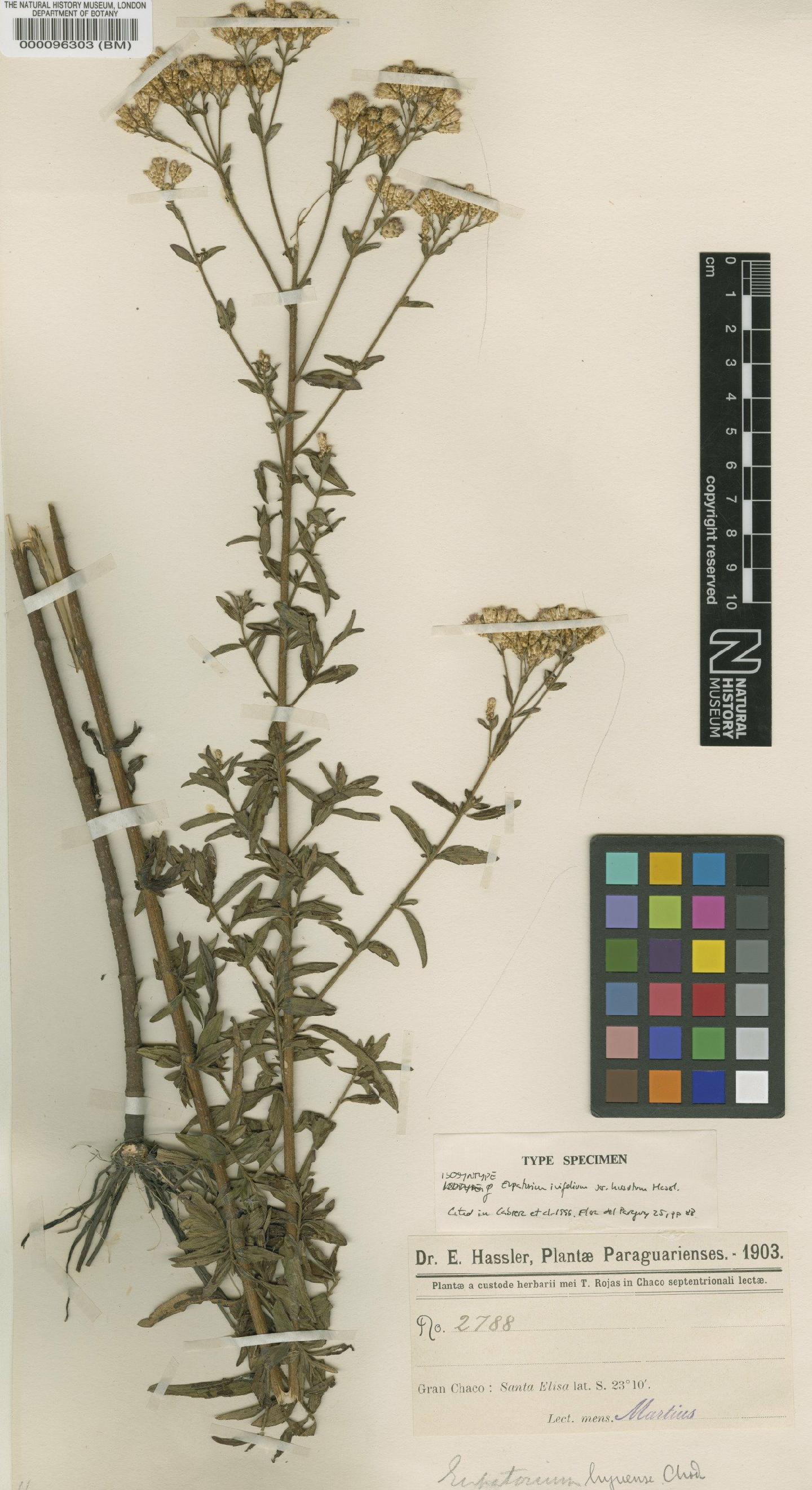 To NHMUK collection (Eupatorium ivifolium var. hirsutum Hassl.; Isosyntype; NHMUK:ecatalogue:4566826)