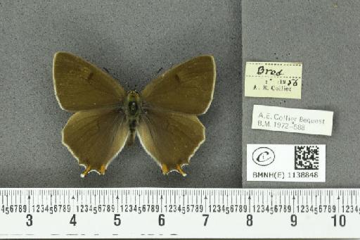 Thecla betulae (Linnaeus, 1758) - BMNHE_1138848_95298