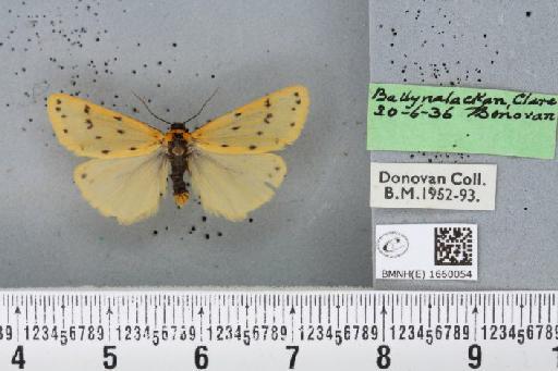 Setina irrorella (Linnaeus, 1758) - BMNHE_1660054_290457