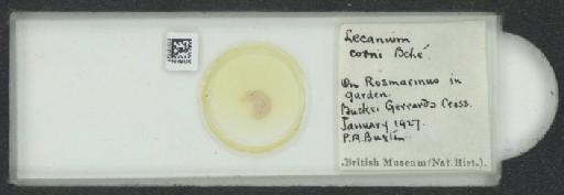 Parthenolecanium corni (Bouche, 1844) - 010137047_117397_1101018