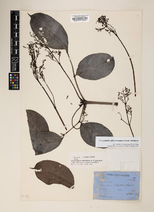 Dalrympelea sphaerocarpa (Hassk.) Simmons - 000520960