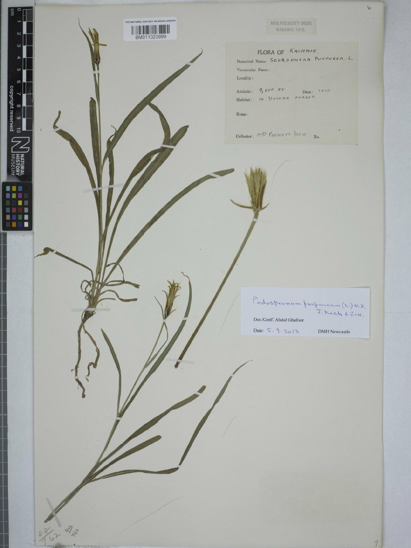 To NHMUK collection (Scorzonera purpurea L.; NHMUK:ecatalogue:9152707)