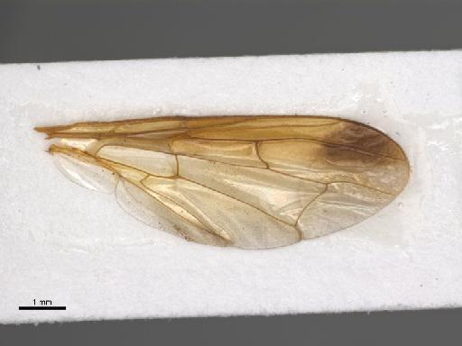 Mellesis polistiformis Senior-White, 1922 - Mellesis polistiformis BMNHE 1442238 wing dorsal