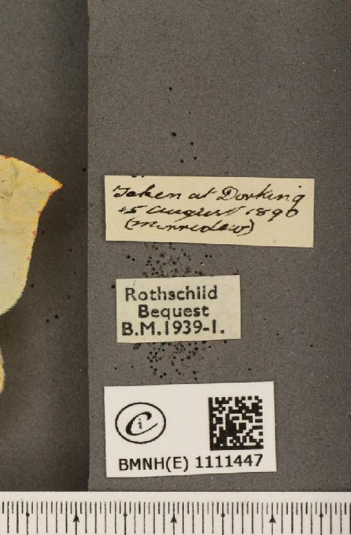 Gonepteryx rhamni rhamni ab. fervida Fritsch, 1911 - BMNHE_1111447_label_64680