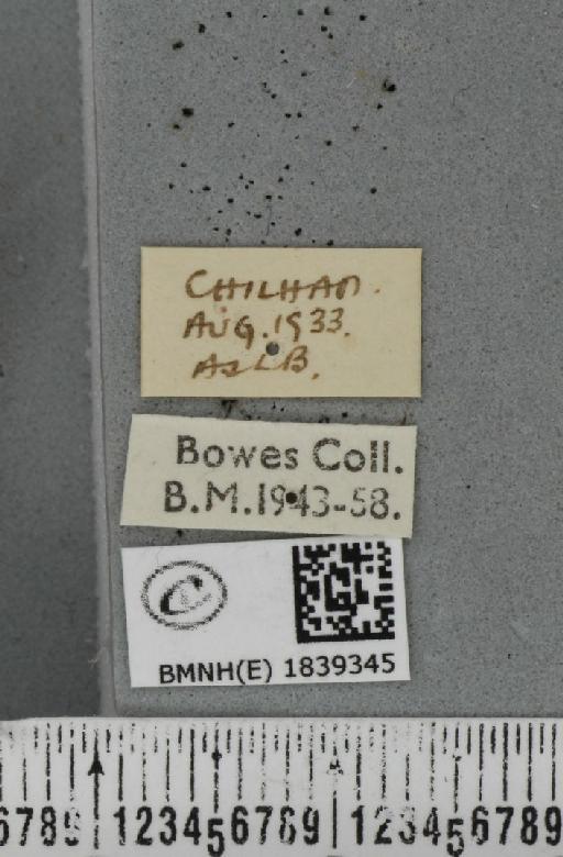 Aplocera efformata (Guenée, 1858) - BMNHE_1839345_label_406788