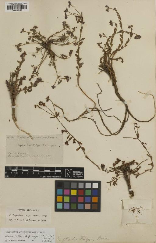 Euphorbia cassia subsp. rigoi (Boiss. ex Freyn) Holmboe - BM001050426