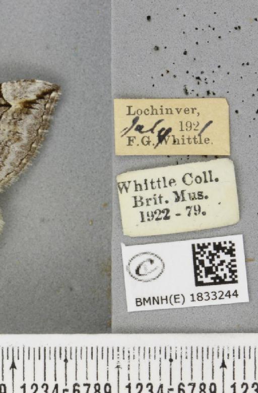 Aplocera plagiata plagiata (Linnaeus, 1758) - BMNHE_1833244_label_406341