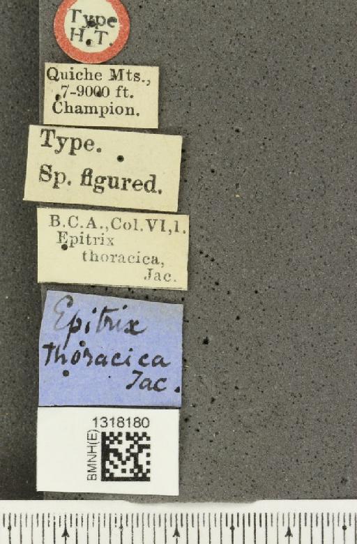 Epitrix thoracica Jacoby, 1885 - BMNHE_1318180_label_24810