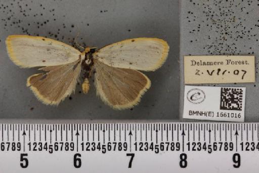 Cybosia mesomella (Linnaeus, 1758) - BMNHE_1661016_284699