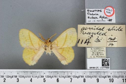 Trabala sudara Roepke, 1951 - BMNH(E) 1377900 Trabala sudara male ST dorsal and labels