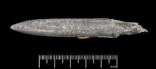 Acrocoelites (Odontobelus) vulgaris (Young & Bird, 1822) - PI CC 1283 - belemnite