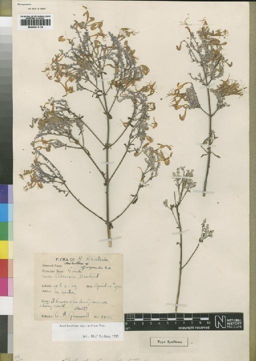 Aeollanthus myrianthus Baker - BM000910130