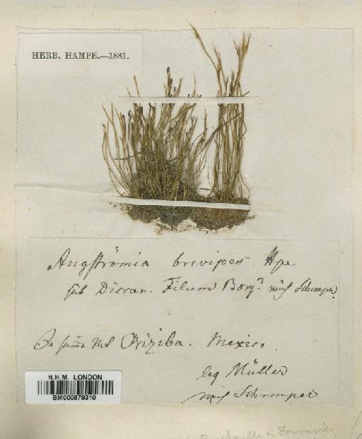Aongstroemia brevipes Hampe ex Besch. - BM000879310