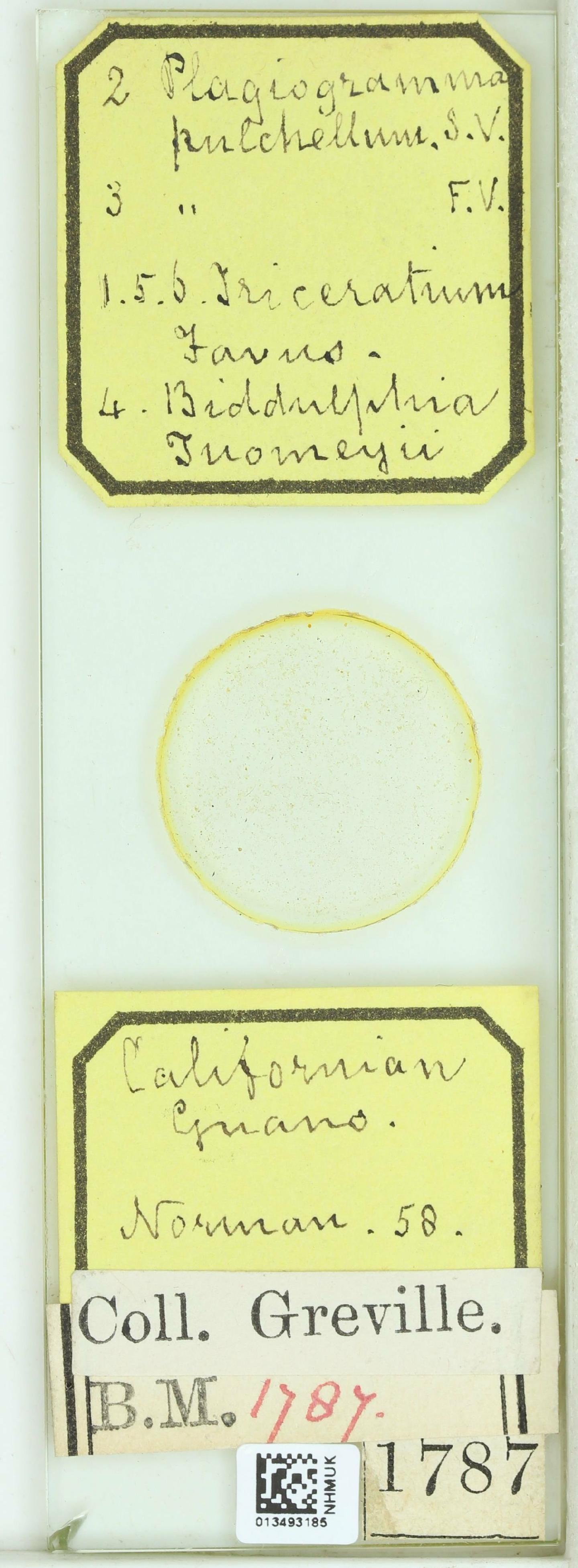 To NHMUK collection (Plagiogramma pulchellum Grev.; NHMUK:ecatalogue:4734625)