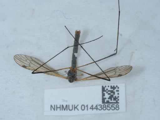 Euphylidorea meigenii (Verrall, 1886) - 014438558_3
