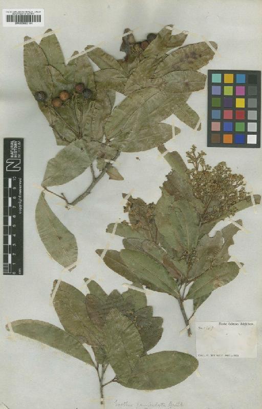 Exothea paniculata (Juss.) Radlk. - BM000992104