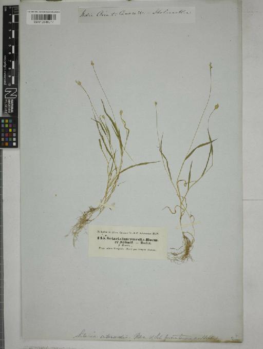 Setaria glauca (L.) P.Beauv. - 012548977_1