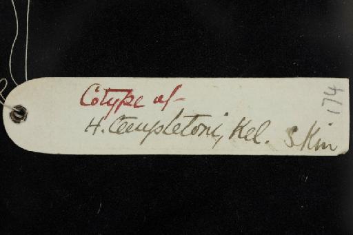 Hipposideros templetonii Kelaart, 1850 - 1852_1_24_2-Hipposideros_templetonii-Syntype-Skull-label_reverse