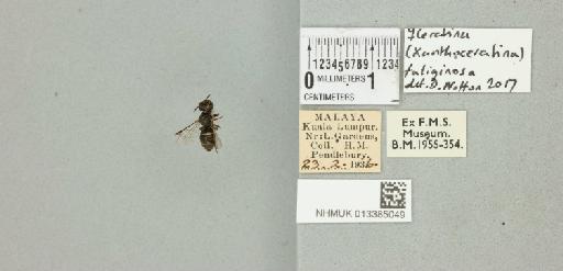 Ceratina (Xanthoceratina) fuliginosa Cockerell, T., 1916 - 013385049_835482_577201