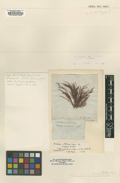 Polysiphonia stricta (Dillwyn) Grev. - BM000530490