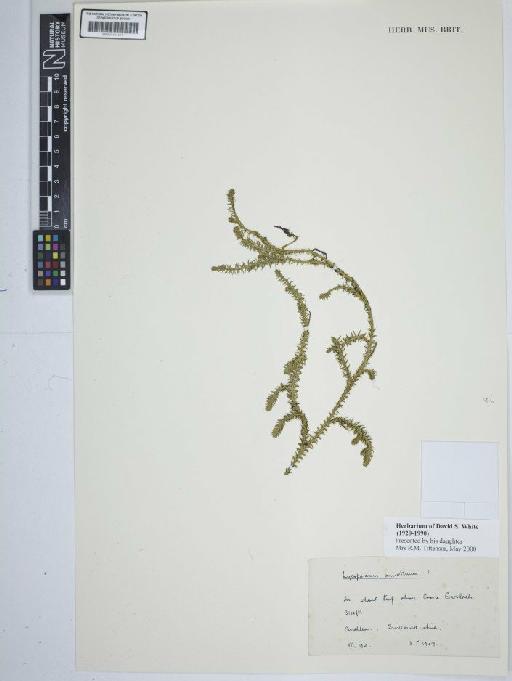 Lycopodium annotinum L. - BM001184421