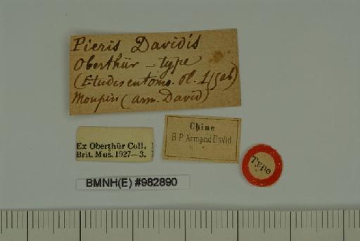 Pieris davidis Oberthür, 1876 - Pieris_davidis_Oberthur,_1876_HT_male_BMNH(E) #982890_labels