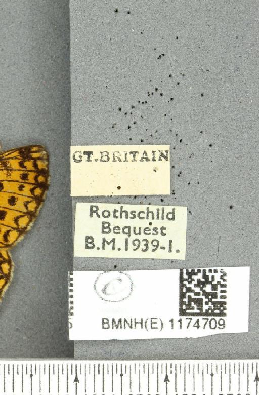 Boloria selene selene Denis & Schiffermüller, 1775 - BMNHE_1174709_label_30143